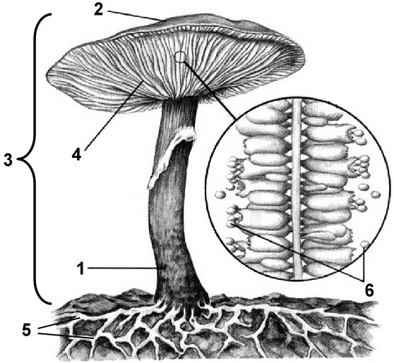 Рисунок 1 1 внешний вид. Строение гриба. Строение гриба без подписей. Гриб с обозначениями. Анатомия гриба.