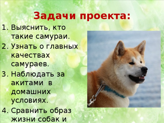 Презентация акита ину