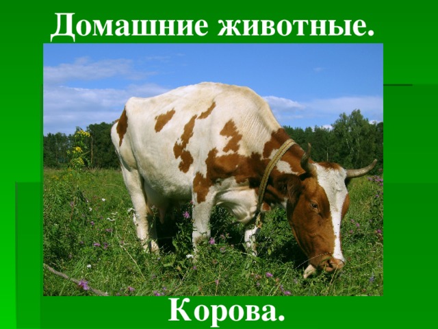  Домашние животные. Корова. 