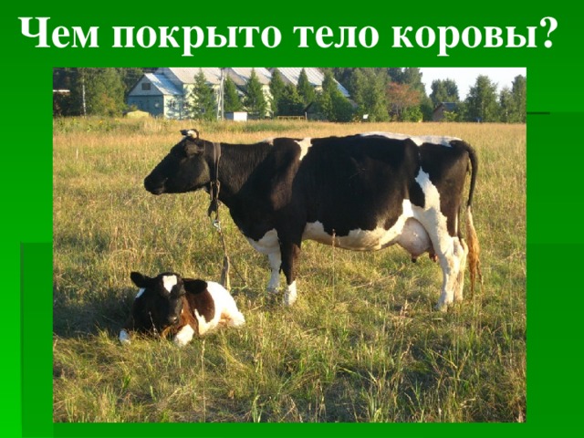 Чем покрыто тело коровы? 