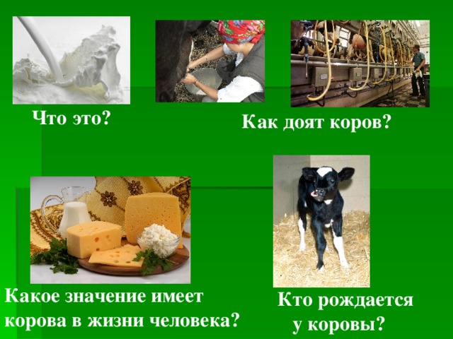 Что это? Как доят коров? Какое значение имеет корова в жизни человека? Кто рождается  у коровы? 