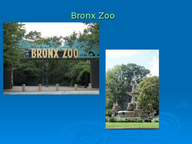 Bronx Zoo 