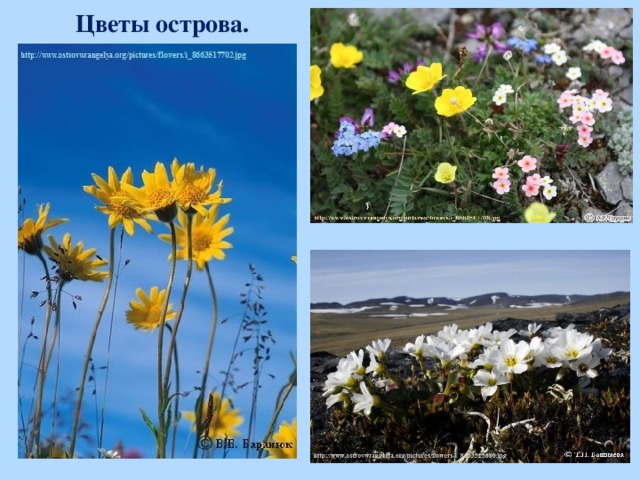 Цветы острова.  