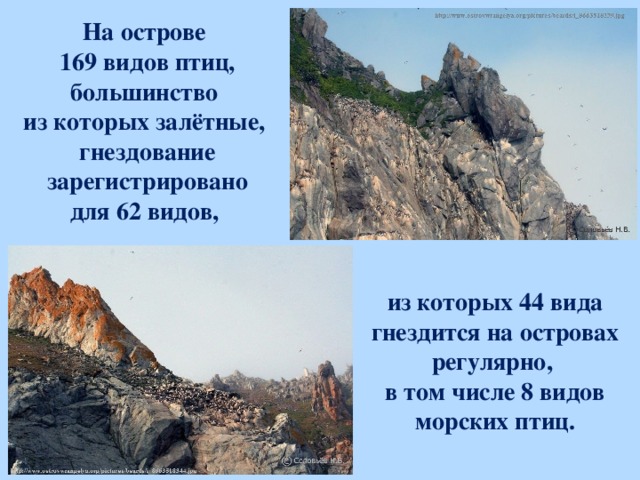 На острове 169 видов птиц, большинство из которых залётные, гнездование зарегистрировано для 62 видов, из которых 44 вида гнездится на островах регулярно, в том числе 8 видов морских птиц.  