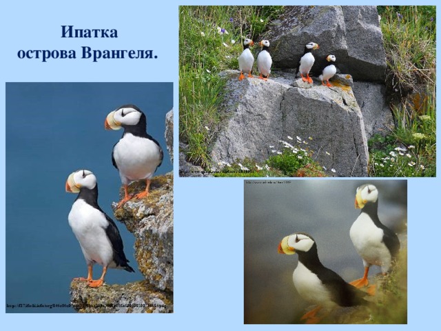 Ипатка острова Врангеля.   