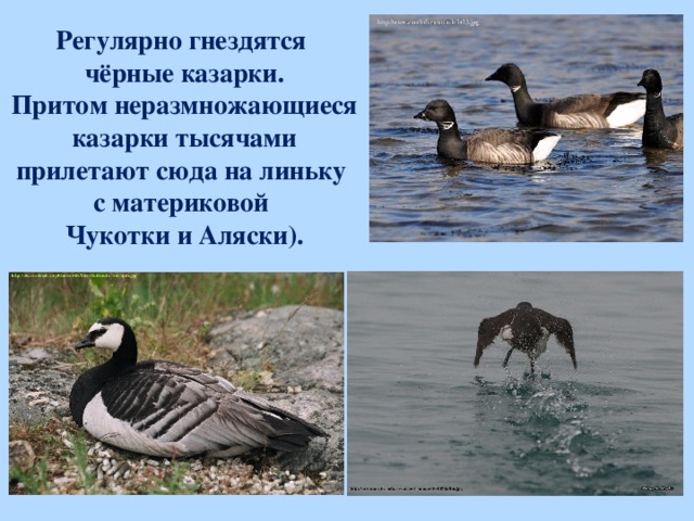 Регулярно гнездятся  чёрные казарки. Притом неразмножающиеся казарки тысячами прилетают сюда на линьку с материковой Чукотки и Аляски).  