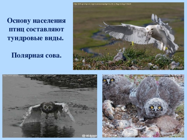 Основу населения птиц составляют тундровые виды.   Полярная сова.  