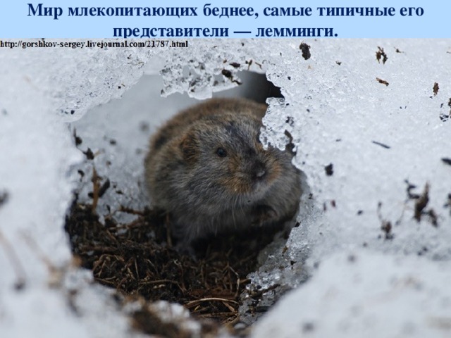 Мир млекопитающих беднее, самые типичные его представители — лемминги. Лемминг сибирский Лемминг копытный  