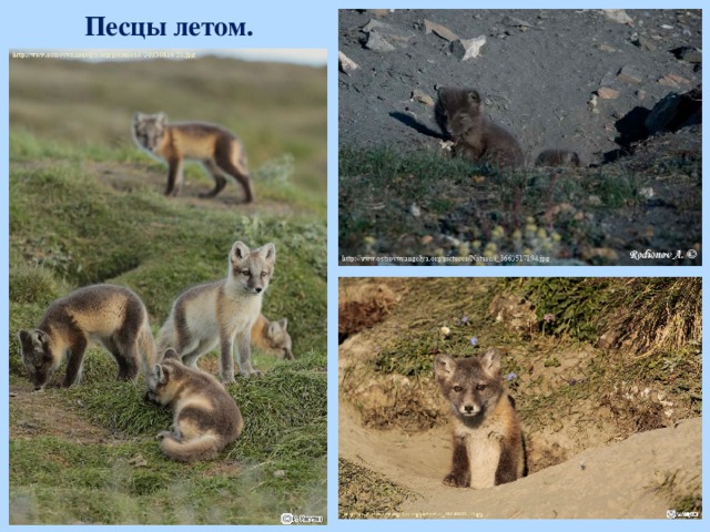 Песцы летом.  