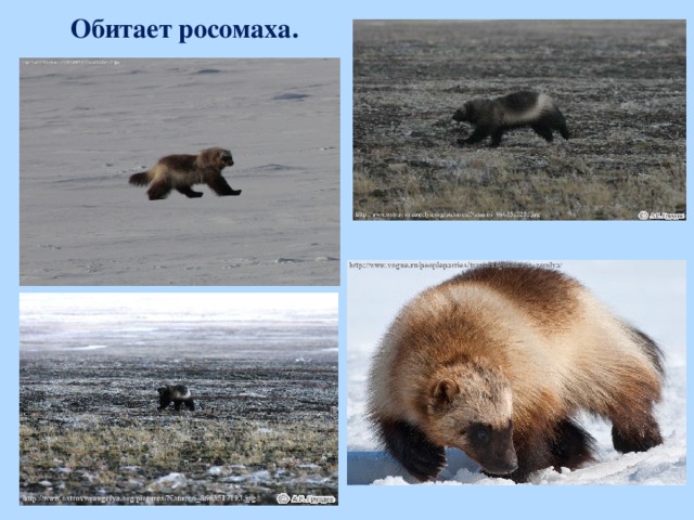 Обитает росомаха.  