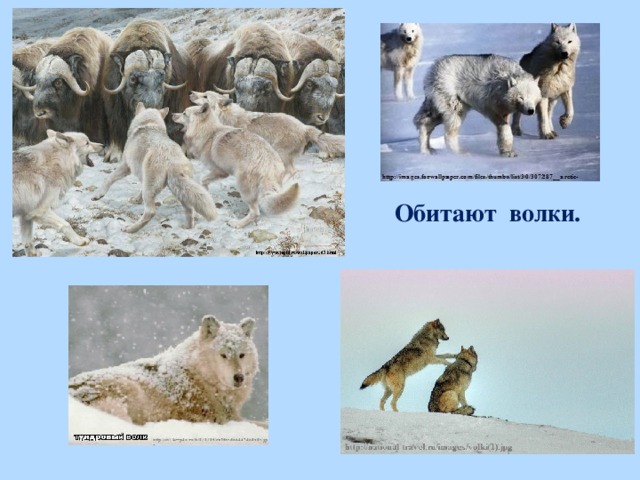 Обитают  волки.  