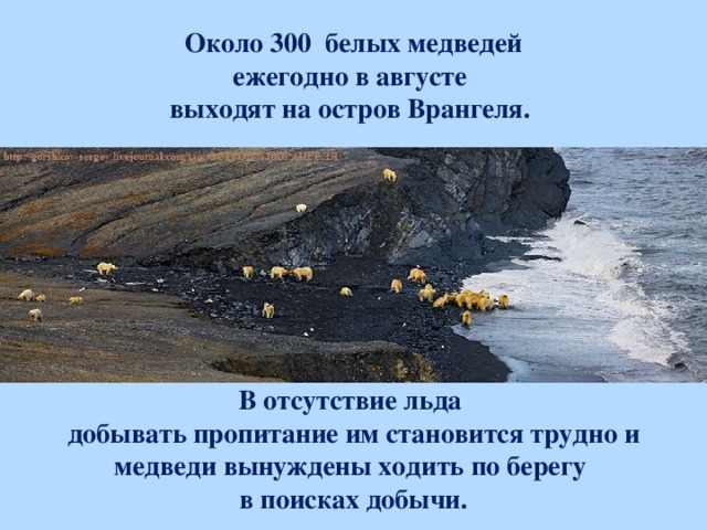 Около 300  белых медведей ежегодно в августе выходят на остров Врангеля.  В отсутствие льда добывать пропитание им становится трудно и медведи вынуждены ходить по берегу в поисках добычи.  