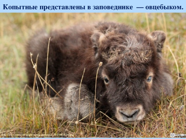 Копытные представлены в заповеднике  — овцебыком.  