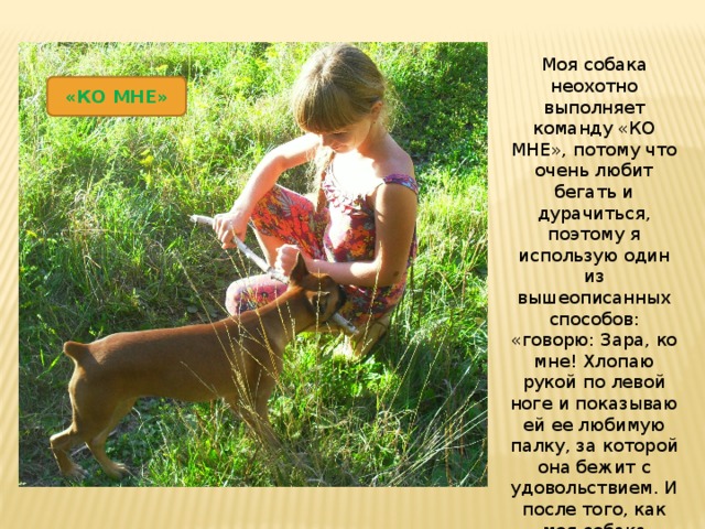 Моя собака неохотно выполняет команду «КО МНЕ», потому что очень любит бегать и дурачиться, поэтому я использую один из вышеописанных способов: «говорю: Зара, ко мне! Хлопаю рукой по левой ноге и показываю ей ее любимую палку, за которой она бежит с удовольствием. И после того, как моя собака подходит, хвалю ее.» «КО МНЕ» 