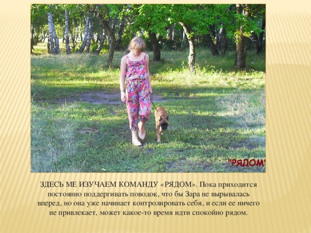 ЗДЕСЬ МЕ ИЗУЧАЕМ КОМАНДУ «РЯДОМ». Пока приходится постоянно поддергивать поводок, что бы Зара не вырывалась вперед, но она уже начинает контролировать себя, и если ее ничего не привлекает, может какое-то время идти спокойно рядом. 