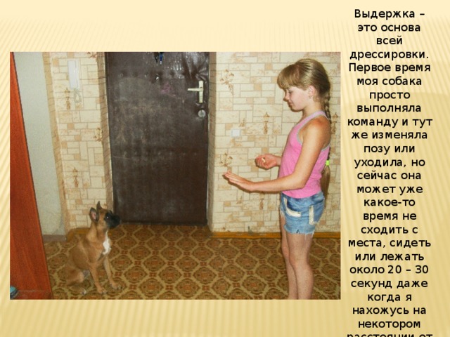Выдержка – это основа всей дрессировки. Первое время моя собака просто выполняла команду и тут же изменяла позу или уходила, но сейчас она может уже какое-то время не сходить с места, сидеть или лежать около 20 – 30 секунд даже когда я нахожусь на некотором расстоянии от нее. 