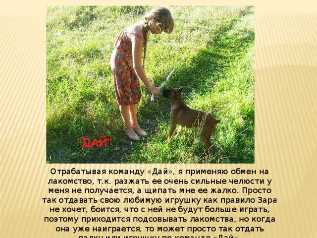 Отрабатывая команду «Дай», я применяю обмен на лакомство, т.к. разжать ее очень сильные челюсти у меня не получается, а щипать мне ее жалко. Просто так отдавать свою любимую игрушку как правило Зара не хочет, боится, что с ней не будут больше играть, поэтому приходится подсовывать лакомства, но когда она уже наиграется, то может просто так отдать палку или игрушку по команде «Дай». 