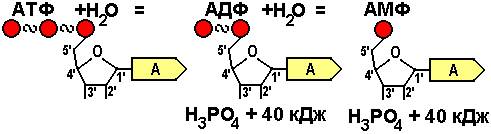 Схема гидролиза атф