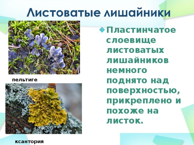 Пластинчатое слоевище листоватых лишайников немного поднято над поверхностью, прикреплено и похоже на листок.