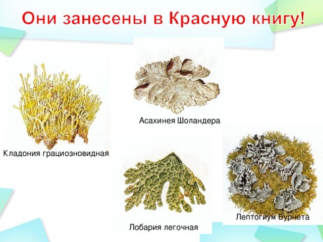 Асахинея Шоландера Кладония грациозновидная Лептогиум Бурнета Лобария легочная