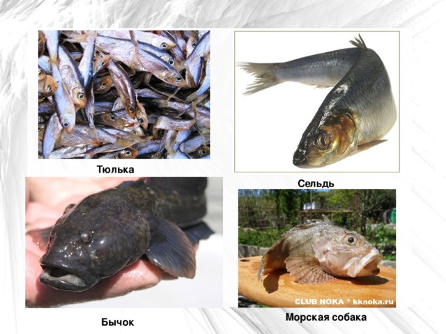 Тюлька Сельдь Морская собака Бычок  