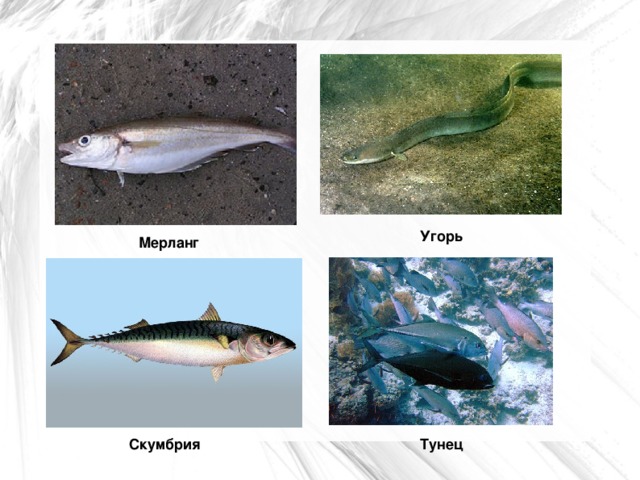 Угорь Мерланг Тунец Скумбрия  