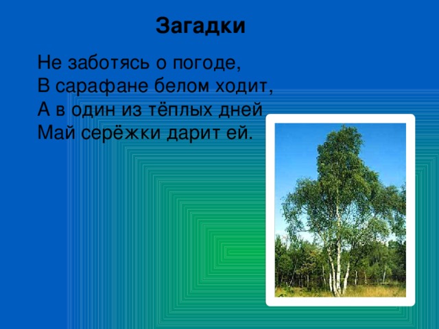 Загадки Не заботясь о погоде, В сарафане белом ходит, А в один из тёплых дней Май серёжки дарит ей.  