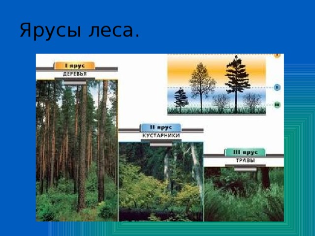 Ярусы леса. 