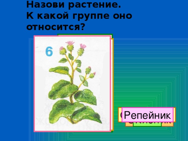 Назови растение.  К какой группе оно относится? Одуванчик Репейник Калина Сосна Орешник Клён  