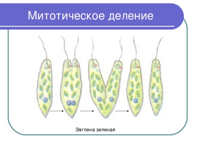 Митотическое деление Эвглена зеленая 