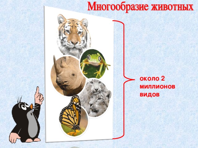 около 2 миллионов видов 