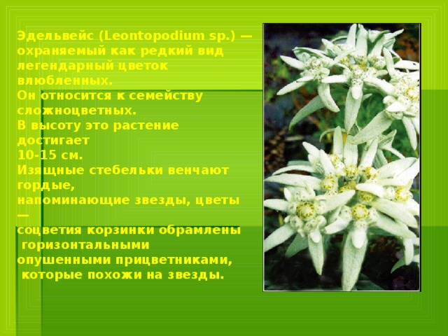 Эдельвейс (Leontopodium sp.) — охраняемый как редкий вид легендарный цветок влюбленных. Он относится к семейству сложноцветных. В высоту это растение достигает 10-15 см. Изящные стебельки венчают гордые, напоминающие звезды, цветы — соцветия корзинки обрамлены  горизонтальными опушенными прицветниками,  которые похожи на звезды.   