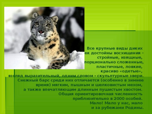  Все крупные виды диких кошек достойны восхищения –  стройные, изящные, пропорционально сложенные,  пластичные, ловкие, красиво «одетые», взгляд выразительный, одним словом - скульптурные звери. Снежный барс среди них отличается (особенно в зимнее время) мягким, пышным и шелковистым мехом, а также впечатляющим длинным пушистым хвостом.  Общая ориентировочная численность приблизительно в 2000 особей. Мало! Мало у нас, мало и за рубежами Родины.   