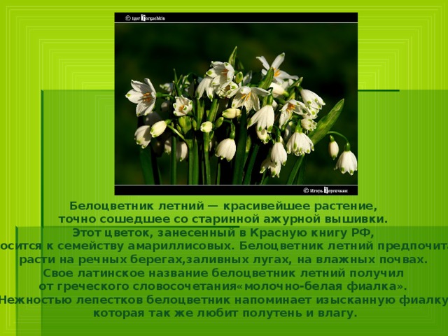 Белоцветник летний — красивейшее растение, точно сошедшее со старинной ажурной вышивки. Этот цветок, занесенный в Красную книгу РФ, относится к семейству амариллисовых. Белоцветник летний предпочитает расти на речных берегах,заливных лугах, на влажных почвах. Свое латинское название белоцветник летний получил от греческого словосочетания«молочно-белая фиалка». Нежностью лепестков белоцветник напоминает изысканную фиалку, которая так же любит полутень и влагу. 