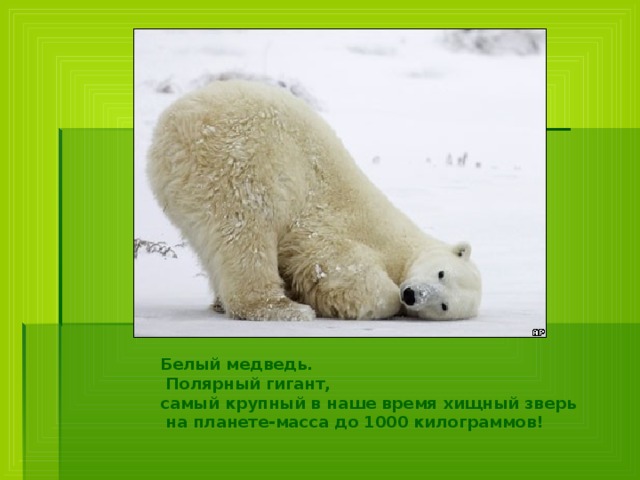 Белый медведь.  Полярный гигант, самый крупный в наше время хищный зверь  на планете-масса до 1000 килограммов! 