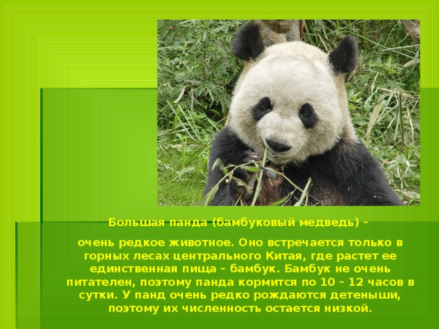 Большая панда (бамбуковый медведь) – очень редкое животное. Оно встречается только в горных лесах центрального Китая, где растет ее единственная пища – бамбук. Бамбук не очень питателен, поэтому панда кормится по 10 – 12 часов в сутки. У панд очень редко рождаются детеныши, поэтому их численность остается низкой. 