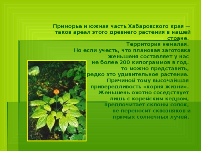 Приморье и южная часть Хабаровского края — таков ареал этого древнего растения в нашей стране. Территория немалая. Но если учесть, что плановая заготовка  женьшеня составляет у нас не более 200 килограммов в год. то можно представить, сколь редко это удивительное растение. Причиной тому высочайшая привередливость «корня жизни». Женьшень охотно соседствует лишь с корейским кедром, предпочитает склоны сопок, не переносит сквозняков и  прямых солнечных лучей.  