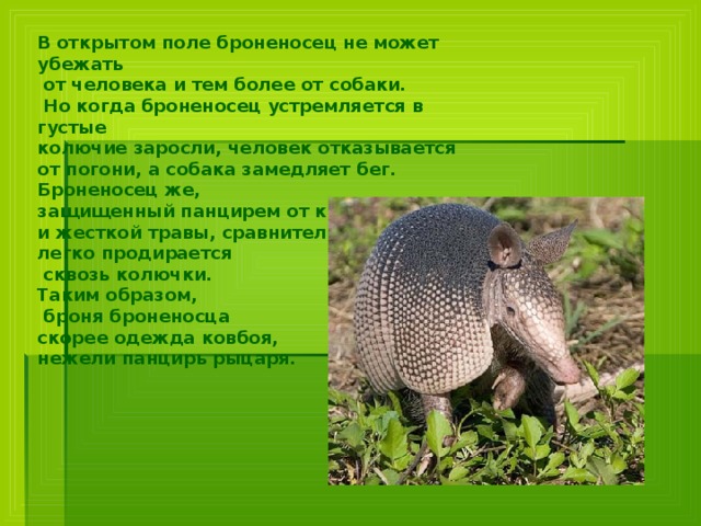 В открытом поле броненосец не может убежать  от человека и тем более от собаки.  Но когда броненосец устремляется в густые колючие заросли, человек отказывается от погони, а собака замедляет бег. Броненосец же, защищенный панцирем от колючих кустов и жесткой травы, сравнительно легко продирается  сквозь колючки. Таким образом,  броня броненосца скорее одежда ковбоя, нежели панцирь рыцаря.    
