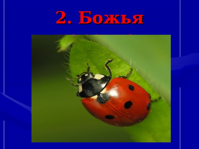 2. Божья коровка. 