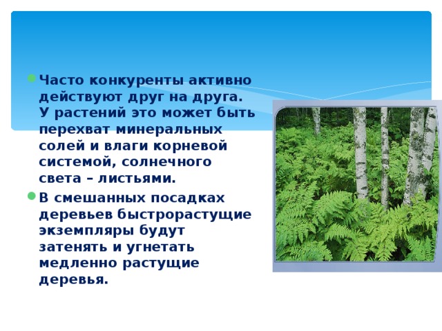 Часто конкуренты активно действуют друг на друга. У растений это может быть перехват минеральных солей и влаги корневой системой, солнечного света – листьями. В смешанных посадках деревьев быстрорастущие экземпляры будут затенять и угнетать медленно растущие деревья. 