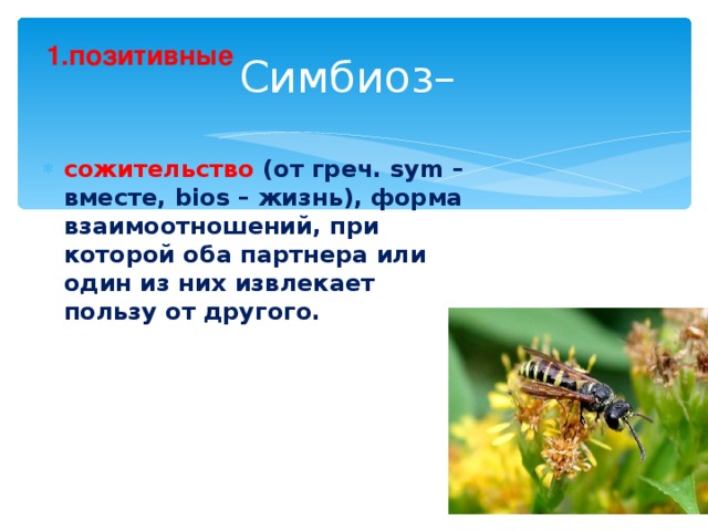 Симбиоз– 1 .позитивные сожительство (от греч. sуm – вместе, bios – жизнь), форма взаимоотношений, при которой оба партнера или один из них извлекает пользу от другого. 