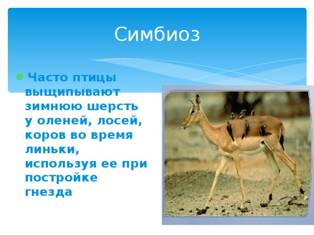 Симбиоз Часто птицы выщипывают зимнюю шерсть у оленей, лосей, коров во время линьки, используя ее при постройке гнезда  
