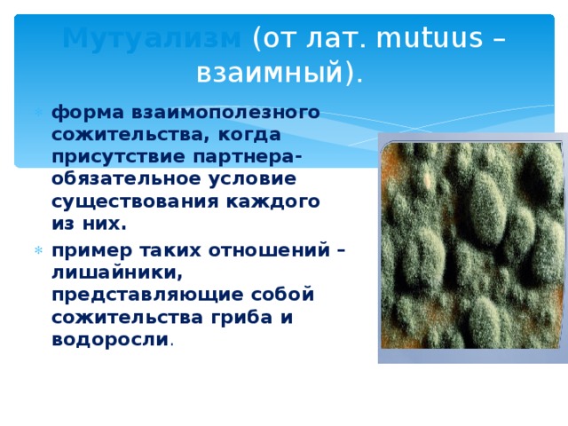 Мутуализм (от лат. mutuus – взаимный). форма взаимополезного сожительства, когда присутствие партнера- обязательное условие существования каждого из них. пример таких отношений – лишайники, представляющие собой сожительства гриба и водоросли . 