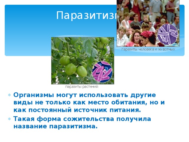 Паразитизм. Организмы могут использовать другие виды не только как место обитания, но и как постоянный источник питания. Такая форма сожительства получила название паразитизма. 