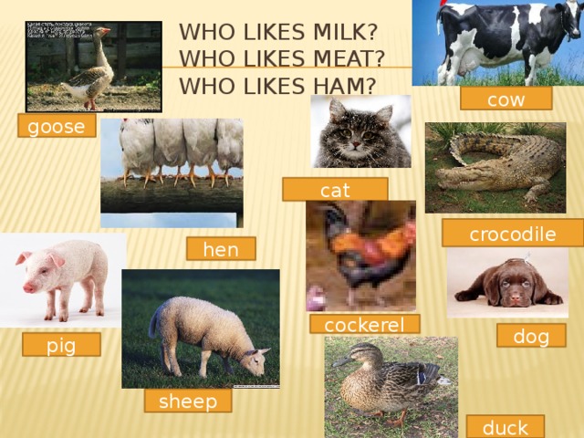   Who likes milk?  Who likes meat?  Who likes ham?    cow goose cat crocodile hen cockerel dog pig sheep duck 