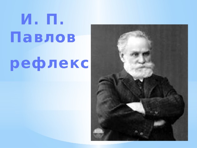 И. П. Павлов рефлекс 
