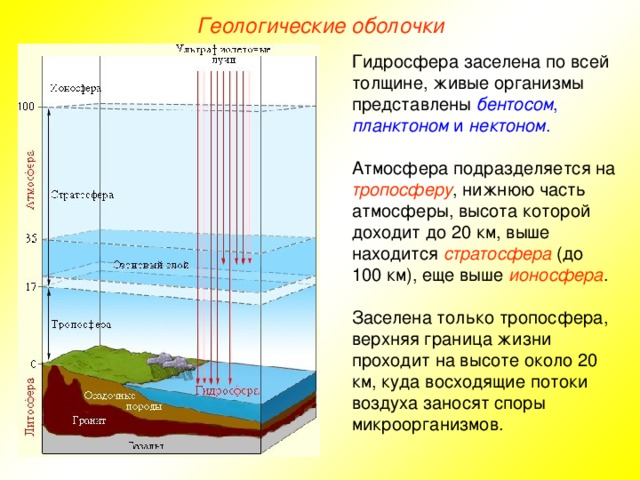 Геологические оболочки Гидросфера заселена по всей толщине, живые организмы представлены бентосом , планктоном и нектоном . Атмосфера подразделяется на тропосферу , нижнюю часть атмосферы, высота которой доходит до 20 км, выше находится стратосфера (до 100 км), еще выше ионосфера . Заселена только тропосфера, верхняя граница жизни проходит на высоте около 20 км, куда восходящие потоки воздуха заносят споры микроорганизмов.  