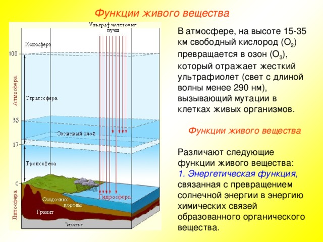 Функции живого вещества В атмосфере, на высоте 15-35 км свободный кислород (О 2 ) превращается в озон (О 3 ), который отражает жесткий ультрафиолет (свет с длиной волны менее 290 нм), вызывающий мутации в клетках живых организмов.  Функции живого вещества Различают следующие функции живого вещества: 1 . Энергетическая функция , связанная с превращением солнечной энергии в энергию химических связей образованного органического вещества.  