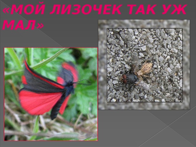«МОЙ ЛИЗОЧЕК ТАК УЖ МАЛ» 