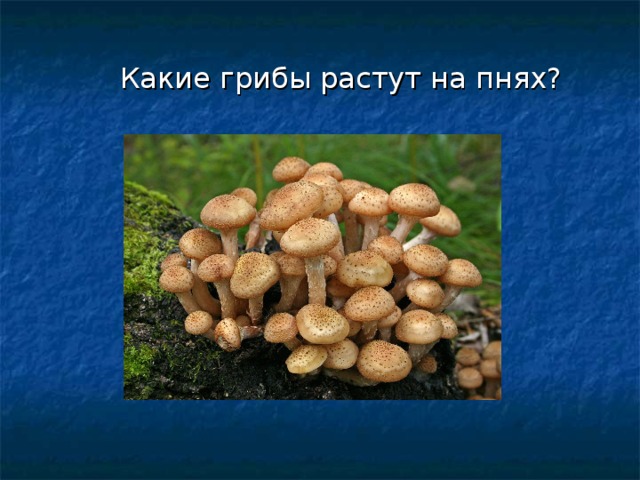 Какие грибы растут на пнях? 